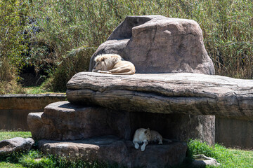 African lions taking a break on a rocky area at the zoo