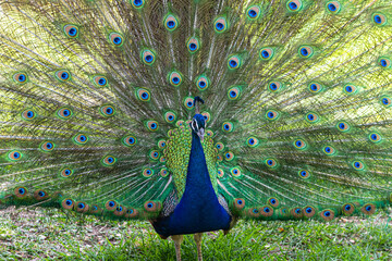 Obraz premium Peacock spreading its spectacular plumage