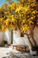 Obraz premium Yellow flowering tree provides shade in front of a white building with wooden table in a sunny outdoor space under clear sky during daytime