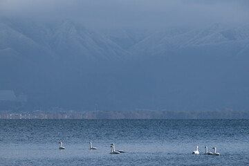 Swans on Lake Inawashiro with Misty Mountains in Winter, Fukushima Japan / Winter lakeside scenery / 冬の猪苗代湖に佇む白鳥と霞む山並み