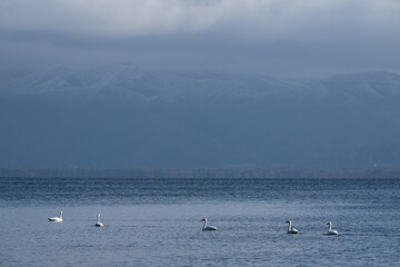 Swans on Lake Inawashiro with Misty Mountains in Winter, Fukushima Japan / Winter lakeside scenery / 冬の猪苗代湖に佇む白鳥と霞む山並み