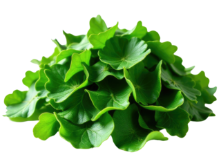 Fresh green leaves arranged on a clean white surface