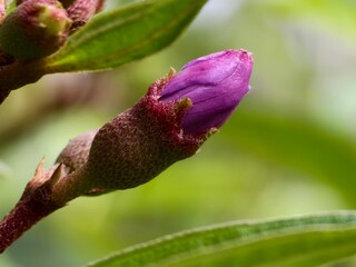 Melastoma malabathricum flowers before blooming