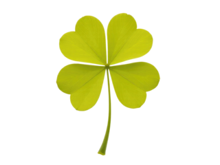 A rare four-leaf clover on a white background, often considered lucky