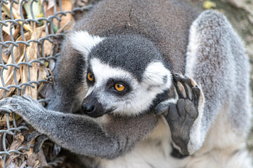 A ring-tailed lemur scratching its head in a zoo © JuanPablo