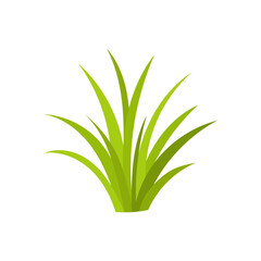 Green grass illustration in flat vector style showing fresh nature growth, grass element for ecology concepts, gardening design, lawn decoration, grass isolated on white