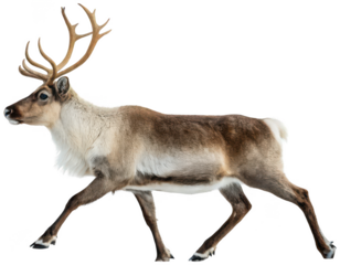 A majestic, realistic reindeer with large antlers and detailed fur, captured in profile while walking with its legs in motion against a glitchy, abstract, isolated on transparent background.
