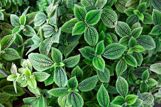 Close up view of pilea green leaves in a garden during daylight hours