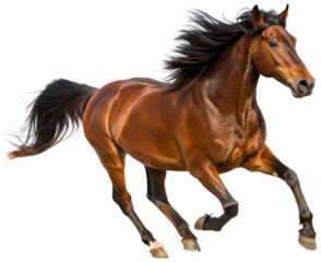 A dynamic, chestnut-colored equine with a flowing black mane and tail, captured in a mid-gallop motion with powerful legs and a focused gaze, presented as a, isolated on transparent background.