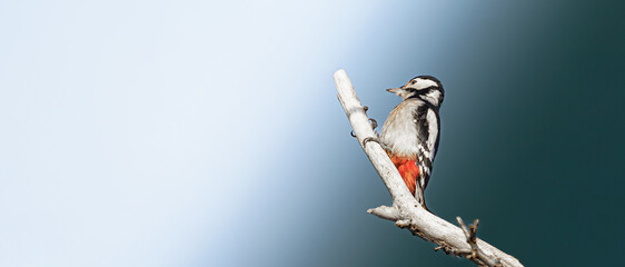 Great Spotted Woodpecker perched on a bare branch. Minimalist wildlife photography with soft gradient bokeh background. Detailed bird portrait for nature themes. © Roland