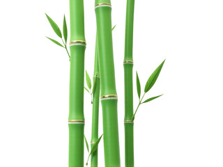 Obraz premium A group of green bamboo stalks with lush leaves, great for nature or design concepts