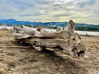 Old Log Beside a Lake
