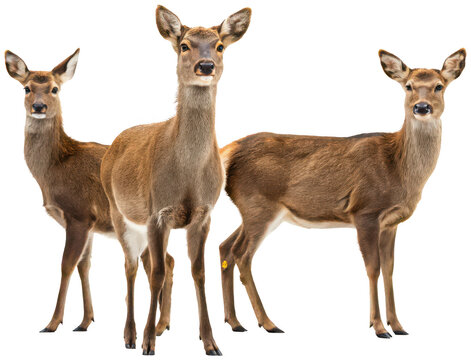 A photographic depiction of three graceful, adult female deer with rich brown fur and alert ears, standing on a black surface with a digitally distorted,, isolated on transparent background.