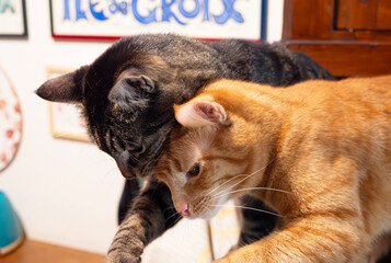 Two Tabby Cats © Simonetta