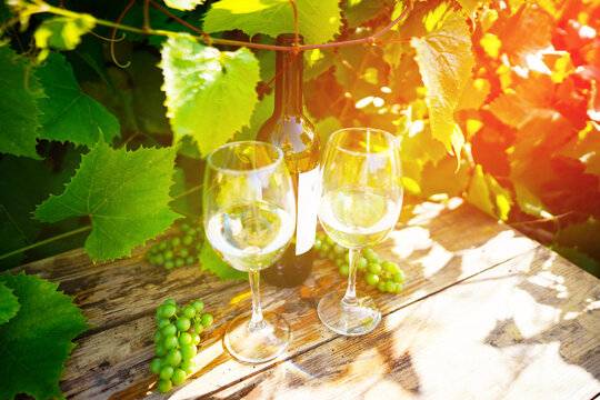 White Wine, Fresh Grapes on Rustic Table in Lush Vineyards. Two glasses of white wine and bottle on wooden table surrounded by green grapevines. Fresh grapes, cork add charm in sunny vineyard scene. - Powered by Adobe