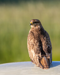 Buzzard. A British bird of prey. Raptor.