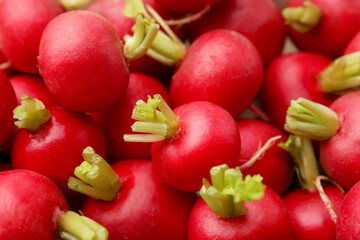 Many fresh ripe radishes as background, closeup