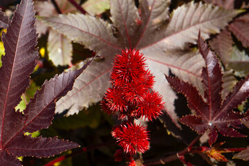Fruits from which the castor oil is extracted, plant Ricinus communis.