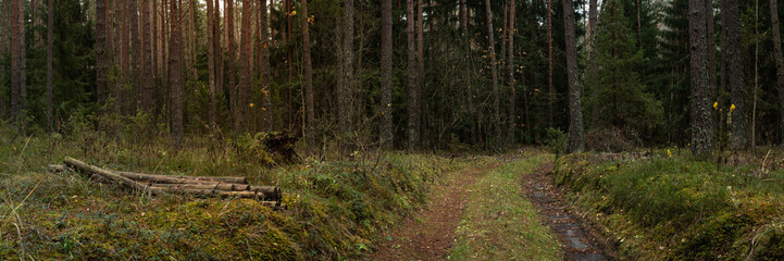 Deep coniferous forest with a road. Beautiful photo of a natural autumn dense spruce-pine mossy...