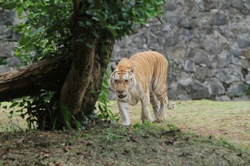 a bengal tiger walking around during the day