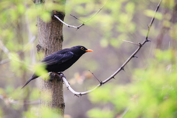 Male blackbird with a bright orange beak perching on a tree branch in a spring forest