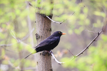 Male blackbird with a bright orange beak perching on a tree branch in a spring forest