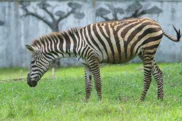 Obraz premium a zebra grazing alone at the zoo during the day