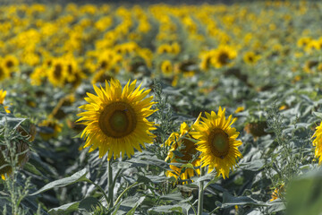 Fototapeta premium Sonnenblumenfeld Nahaufnahme