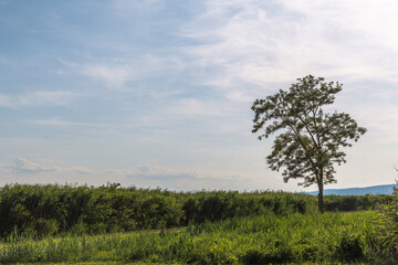 Obraz premium Einsamer Baum im Schilf vor Wolkenstimmung