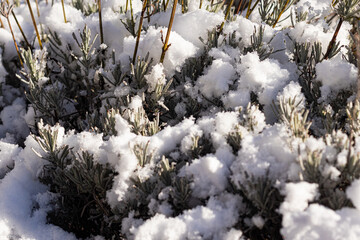 Snow-covered lavender plants creating a soft winter texture with natural contrast, ideal for seasonal backgrounds, wellness branding, calm nature visuals, and minimalist editorial design