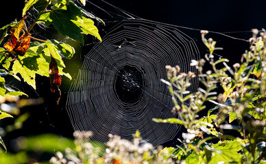 Spider Web in Morning Light
