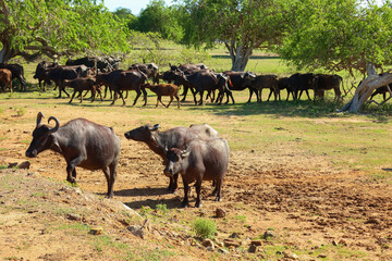 Herd of Water Buffaloes on Arid Landscape. Safari. Sri Lanka