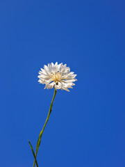 White cornflower or Centaurea cyanus, against blue sky, close up. Small blossom on the green stem, herbaceous and flowering plant of the family Asteraceae.