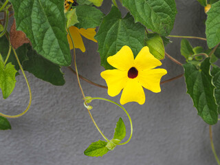 Thunbergia alata, bright yellow flower with green leaves, close up. 'Black-eyed Susan' vine or Clockvine is a herbaceous perennial climbing and flowering plant in the family Acanthaceae.