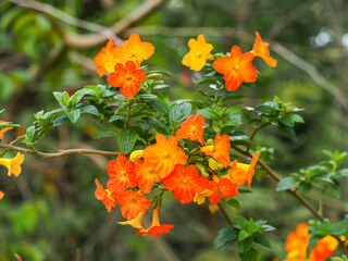 Marmalade bush or Streptosolen jamesonii, orange flowers and yellow buds, close up. Orange marmalade or fire bush, straggling evergreen shrub, flowering plant in Solanaceae family, Browallieae tribe.