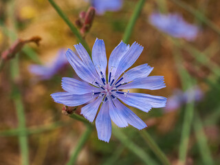 Chicory flower, close up. Violet Cichorium intybus blossom, called as blue sailors, chicory, coffee weed, or succory is a somewhat woody, herbaceous perennial plant of the dandelion family Asteraceae.