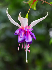 Fuchsia hybrida, purple - white blossom on the branch, close up. Fuchsias are popular houseplant with decorative, pendulous, teardrop shape flowers. Flowering plant in the family Onagraceae.
