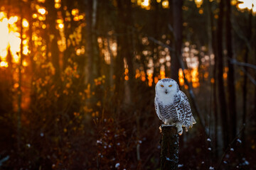 Owl at sunrise. Snowy owl, Bubo scandiacus, perched on rotten stump with sunrays in background. Arctic owl. Beautiful white polar bird with yellow eyes. Wild winter nature. Raptor in natural habitat.