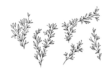 Set of  Hand Drawn Botanical Sprigs. Minimalist Vector Leafy Branches and Berries Line Art Collection