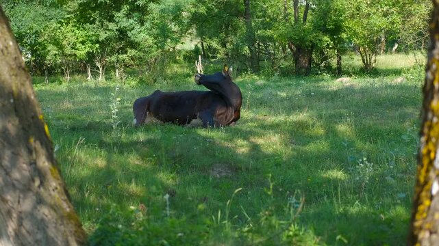 Black cow resting and grazing in sunny meadow. Black horned cow relaxing on a lush green pasture, scratching its back with its horns and chewing cud while lying in the shade of trees on a sunny day