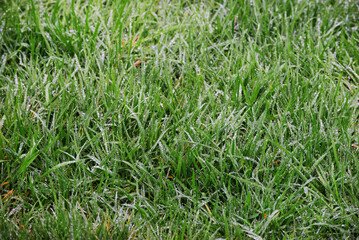 Raindrops on grass