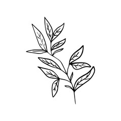 Hand Drawn Minimalist Botanical Sprig. Vector Line Art Branch with Leaves