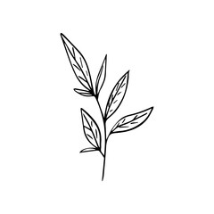 Hand Drawn Minimalist Botanical Sprig. Vector Line Art Branch with Leaves