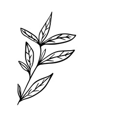 Hand Drawn Minimalist Botanical Sprig. Vector Line Art Branch with Leaves