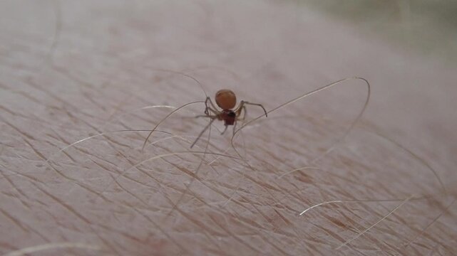 Macro Close-Up of Mosquito Feeding on Human Arm