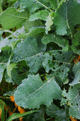 Water droplets on leaves
