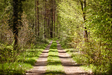 Fototapeta premium Peaceful Woodland Trail Surrounded by Tall Pine Trees 