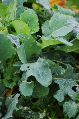 Water droplets on leaves