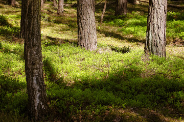 Obraz premium Sunlit Forest Floor Covered With Green Ground Plants 