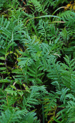 Tansy leaves (Tanacetum vulgare)